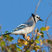 Blue Jay